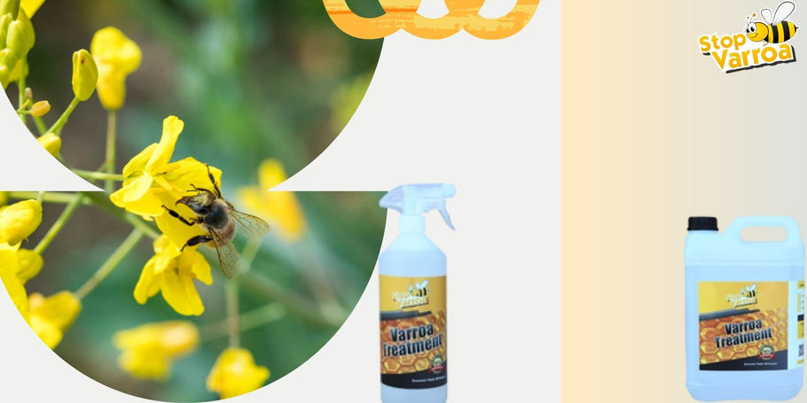 Predvidite prisotnost varoj in učinkovito zaščitite naše čebele