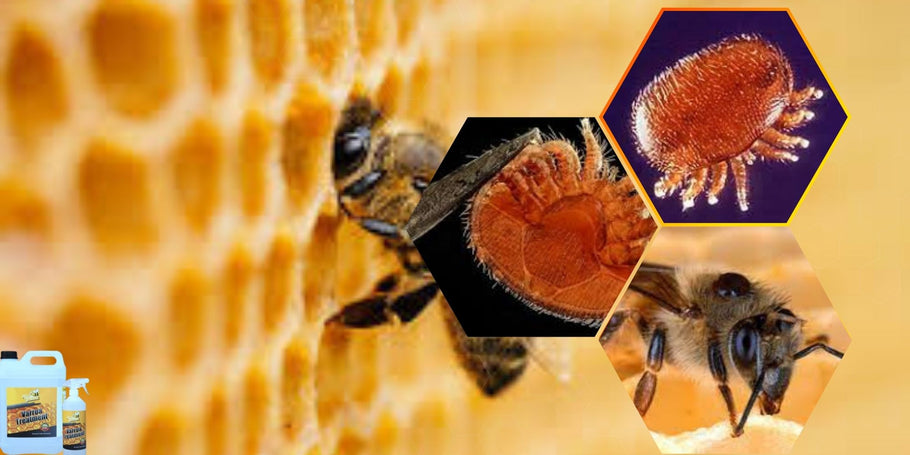 Kako zaščititi čebele pred varojami?