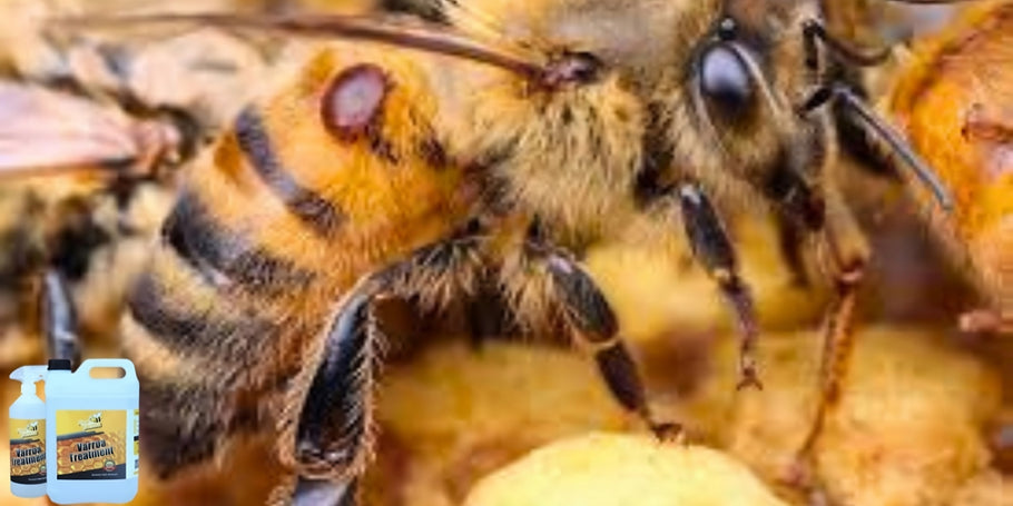 Inovacija v zaščiti čebel: proti-Varroa izdelek, ki spreminja igro