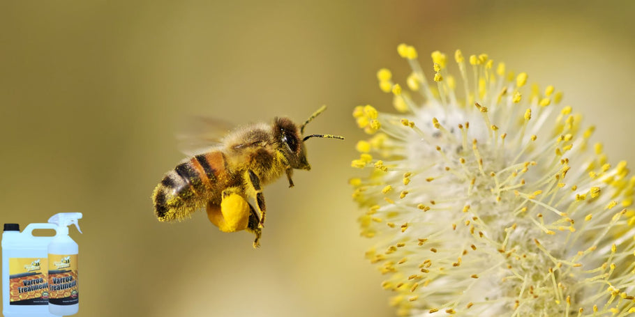 Pršica Varroa: nevidni sovražnik čebeljih panjev