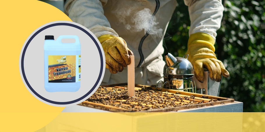 Boj proti pršicam Varroa: ključni trenutki za zaščito zdravja čebel