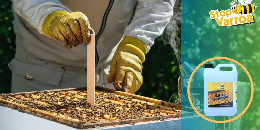 Zdravljenje varoj: Kdaj morate ukrepati, da rešite svoje čebele?