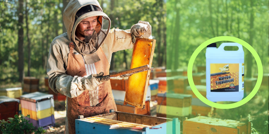 Zdravljenje proti varozi: zaščitite svoje čebele in povečajte pridelavo medu