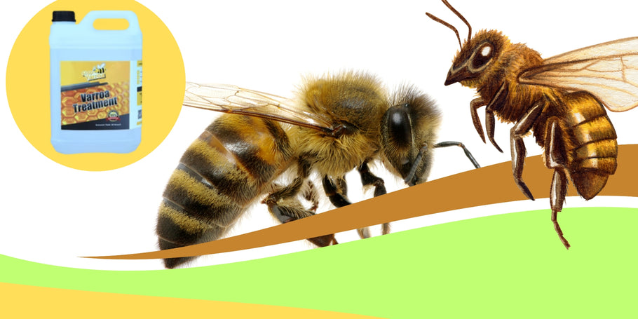 Pršice Varroa: zaščitite svoje čebele!